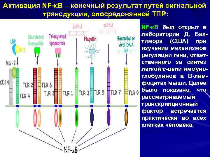 Активация NF- B – конечный результат путей сигнальной трансдукции, опосредованной ТПР: NF- B был