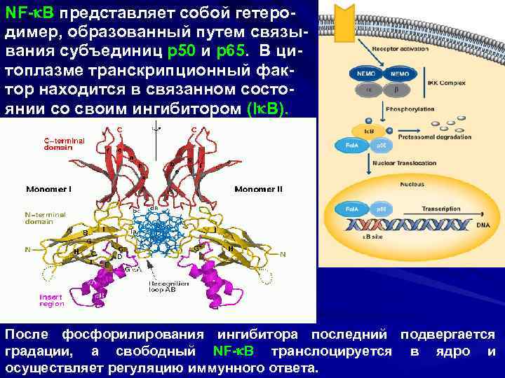 NF- B представляет собой гетеродимер, образованный путем связывания субъединиц р50 и р65. В цитоплазме