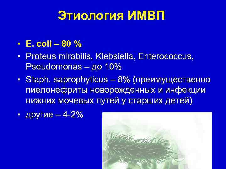 Этиология ИМВП • E. coli – 80 % • Proteus mirabilis, Klebsiella, Enterococcus, Pseudomonas