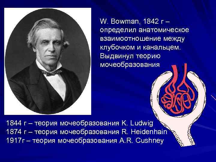 W. Bowman, 1842 г – определил анатомическое взаимоотношение между клубочком и канальцем. Выдвинул теорию