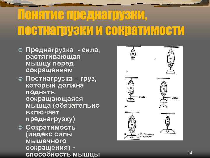 Понятие преднагрузки, постнагрузки и сократимости Преднагрузка - сила, растягивающая мышцу перед сокращением Ü Постнагрузка