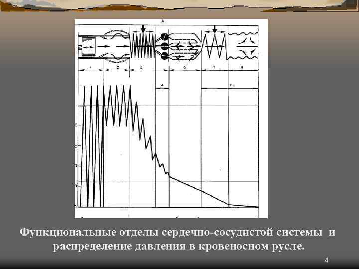 Функциональные отделы сердечно-сосудистой системы и распределение давления в кровеносном русле. 4 