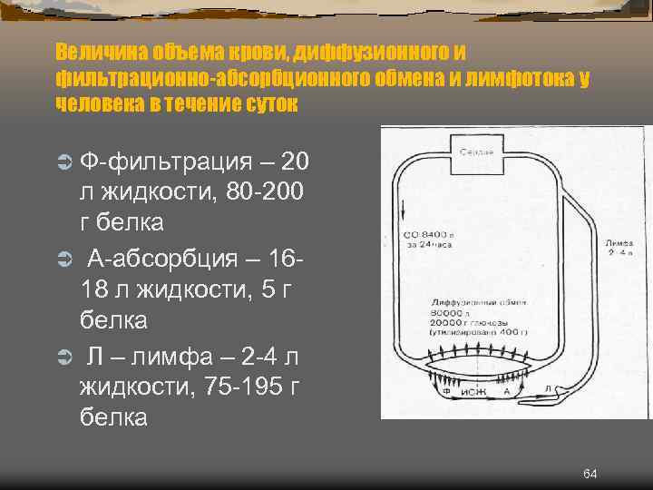 Величина объема крови, диффузионного и фильтрационно-абсорбционного обмена и лимфотока у человека в течение суток