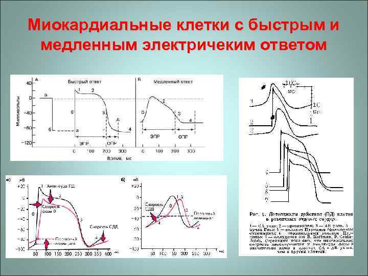 Миокардиальные клетки с быстрым и медленным электричеким ответом 