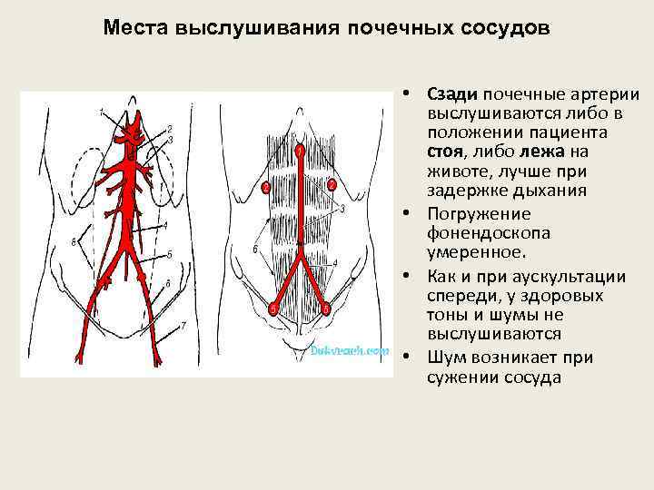 Места выслушивания почечных сосудов • Сзади почечные артерии выслушиваются либо в положении пациента стоя,