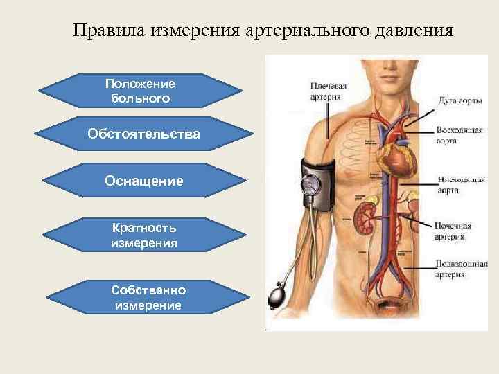 Правила измерения артериального давления Положение больного Обстоятельства Оснащение Кратность измерения Собственно измерение 