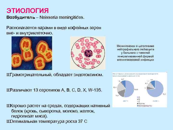 ЭТИОЛОГИЯ Возбудитель – Neisseria meningitides. Располагается парами в виде кофейных зерен вне- и внутриклеточно.