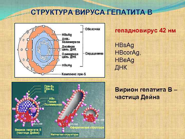 СТРУКТУРА ВИРУСА ГЕПАТИТА В гепадновирус 42 нм HBs. Ag HBcor. Ag, HBe. Ag ДНК