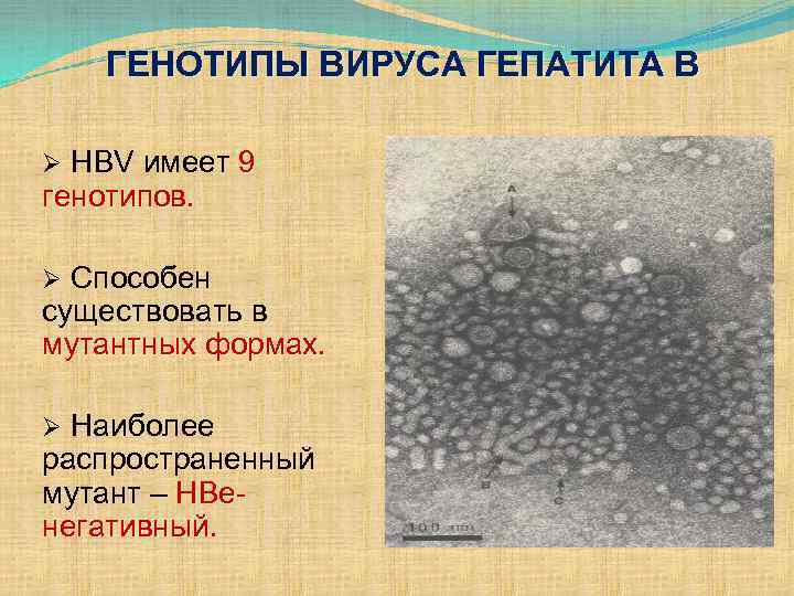 ГЕНОТИПЫ ВИРУСА ГЕПАТИТА В Ø HBV имеет 9 генотипов. Ø Способен существовать в мутантных