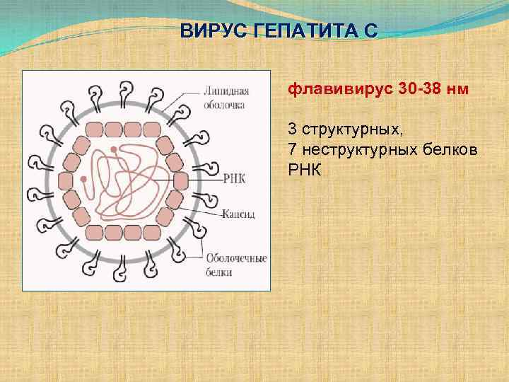 ВИРУС ГЕПАТИТА С флавивирус 30 -38 нм 3 структурных, 7 неструктурных белков РНК 