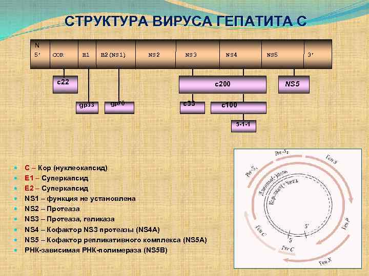 СТРУКТУРА ВИРУСА ГЕПАТИТА С N 5’ COR E 1 E 2(NS 1) NS 2