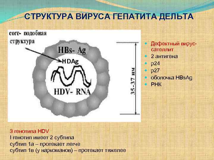 СТРУКТУРА ВИРУСА ГЕПАТИТА ДЕЛЬТА HDAg 3 генотипа HDV I генотип имеет 2 субтипа субтип