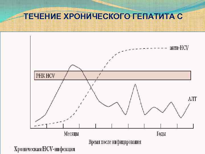ТЕЧЕНИЕ ХРОНИЧЕСКОГО ГЕПАТИТА С 