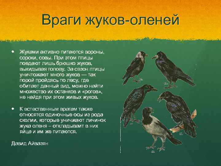 Враги жуков-оленей Жуками активно питаются вороны, сороки, совы. При этом птицы поедают лишь брюшко