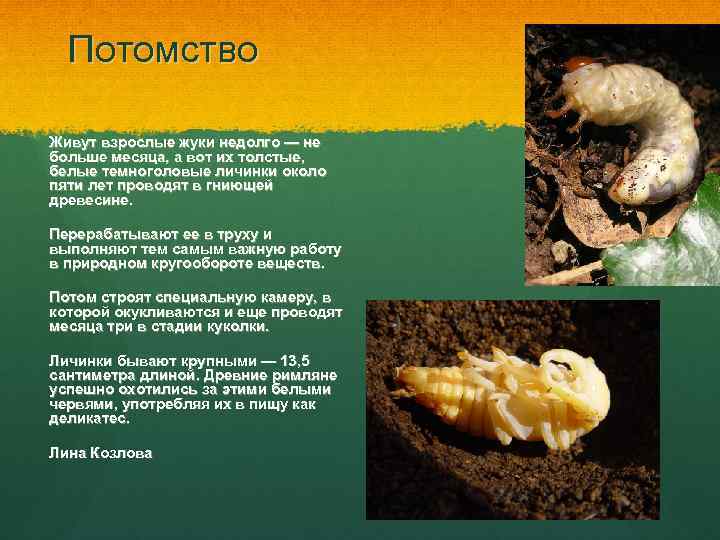 Потомство Живут взрослые жуки недолго — не больше месяца, а вот их толстые, белые