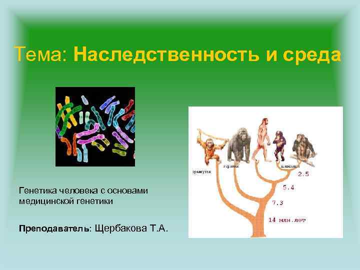 Тема: Наследственность и среда Генетика человека с основами медицинской генетики Преподаватель: Щербакова Т. А.