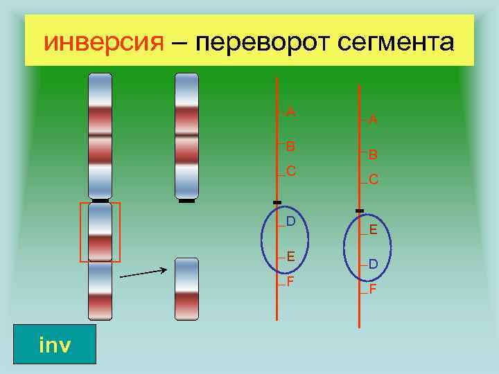 инверсия – переворот сегмента A B C D E F inv A B C