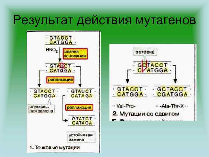 Результат действия мутагенов 
