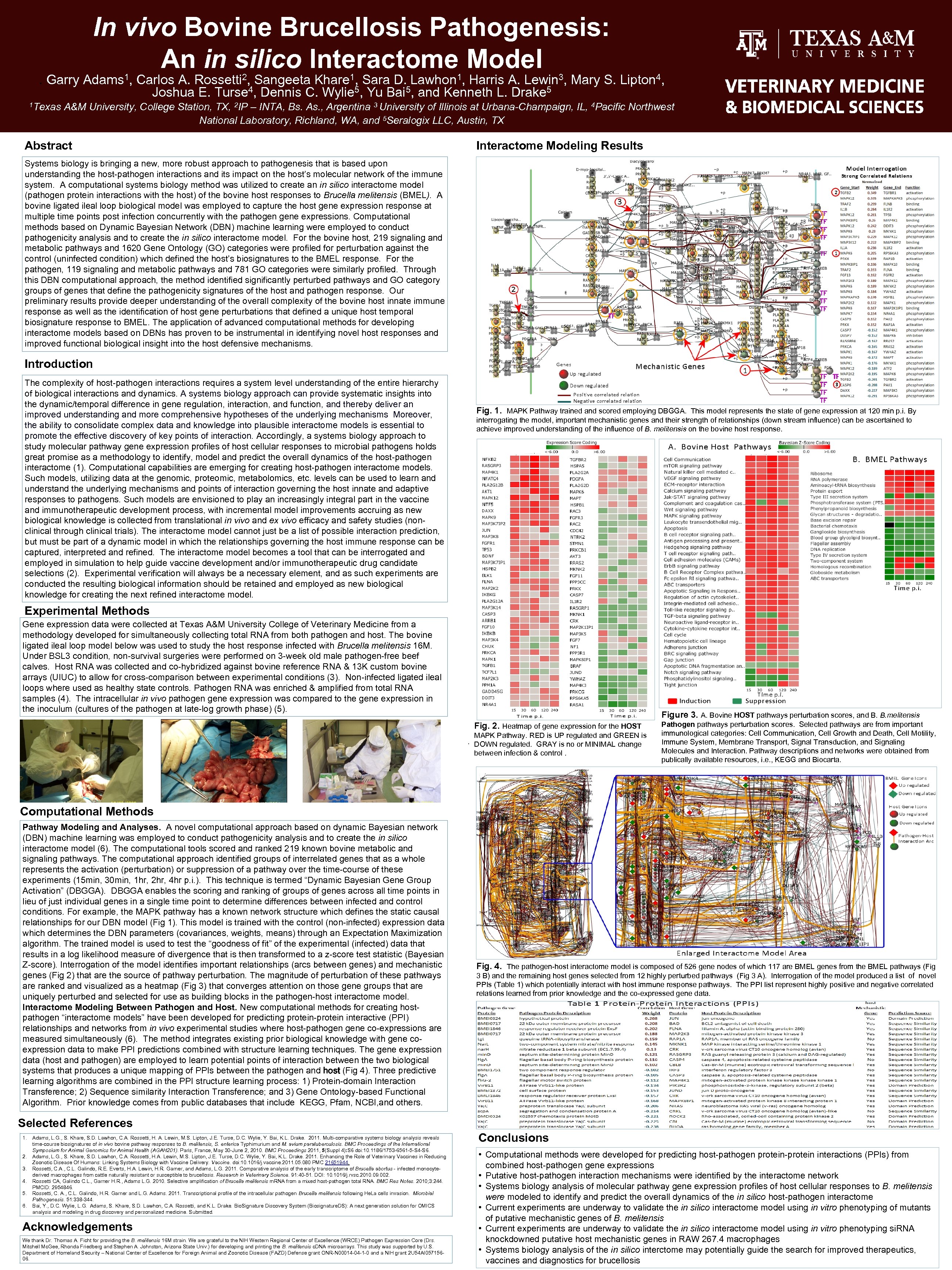 In vivo Bovine Brucellosis Pathogenesis: An in silico Interactome Model . Garry Adams 1,
