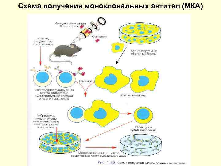 Схема получения моноклональных антител (МКА) 11 