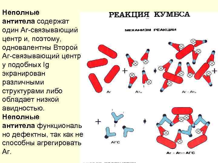 Антигены и антитела микробиология презентация