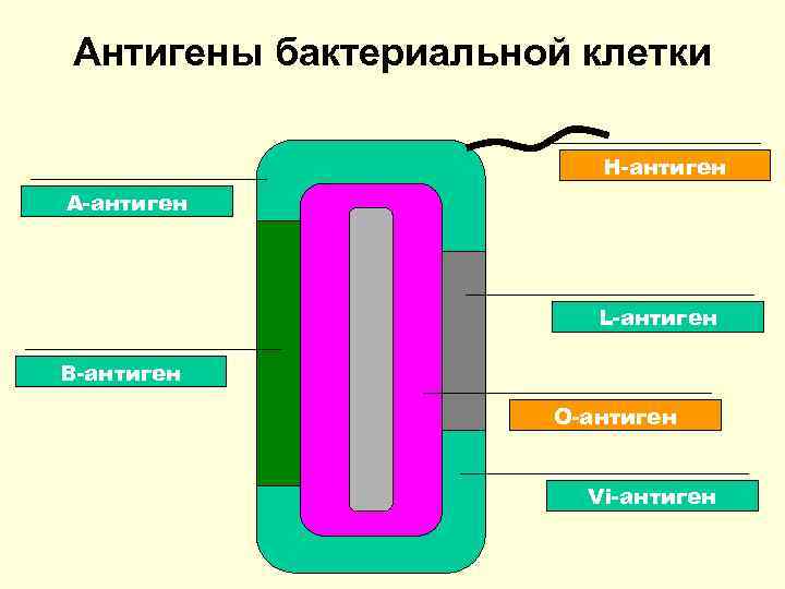 Антигены бактериальной клетки Н-антиген A-антиген L-антиген B-антиген О-антиген Vi-антиген 