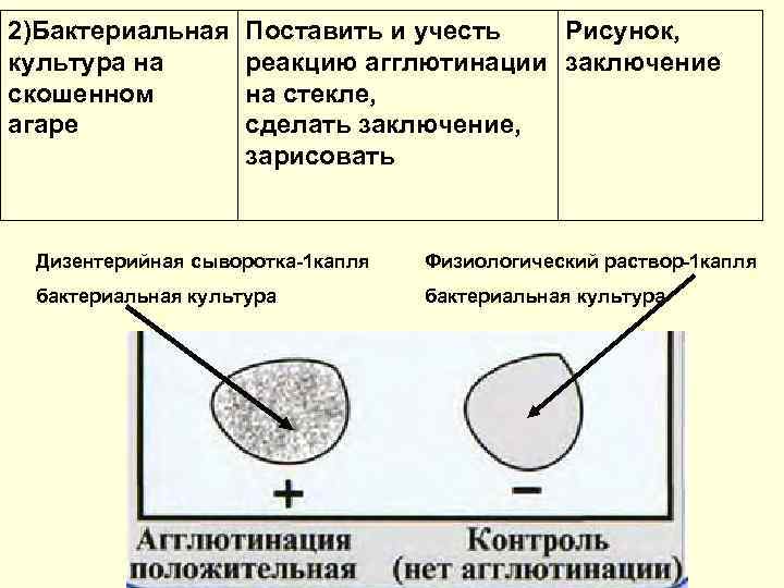 2)Бактериальная культура на скошенном агаре Поставить и учесть Рисунок, реакцию агглютинации заключение на стекле,