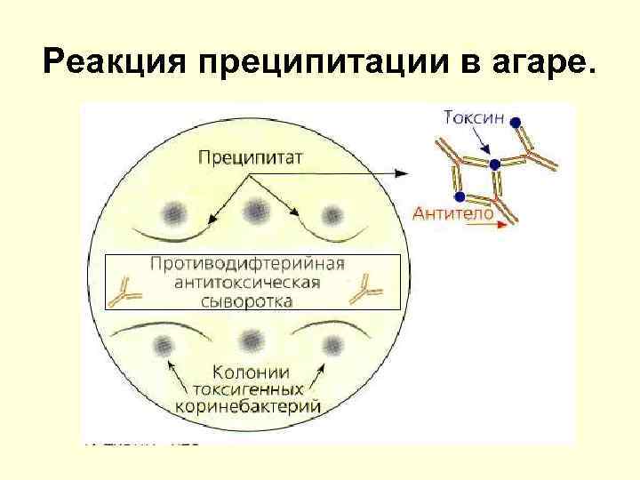 Реакция преципитации в агаре. 