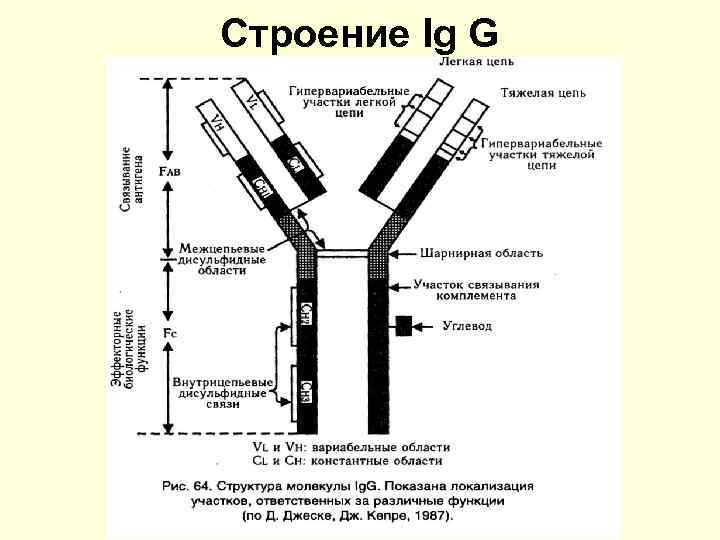 Строение Ig G 