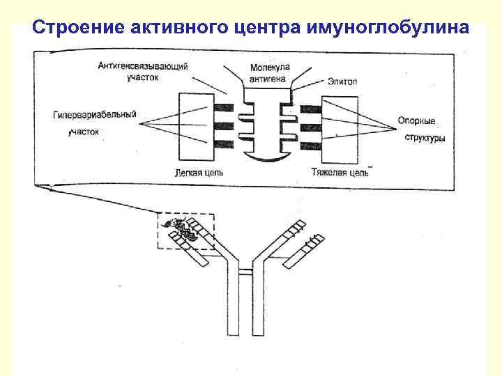 Строение активного центра имуноглобулина 