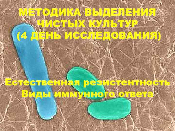 МЕТОДИКА ВЫДЕЛЕНИЯ ЧИСТЫХ КУЛЬТУР (4 ДЕНЬ ИССЛЕДОВАНИЯ) Естественная резистентность Виды иммунного ответа 