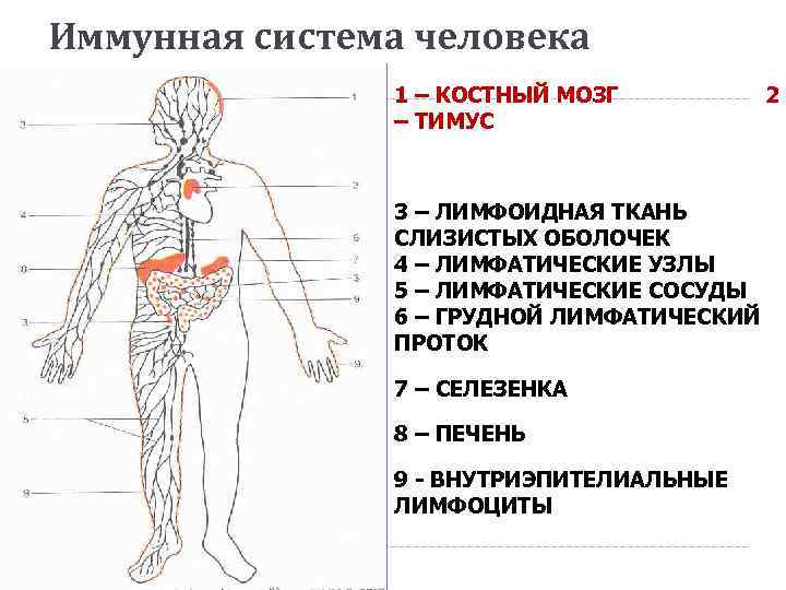 Иммунная система рисунок