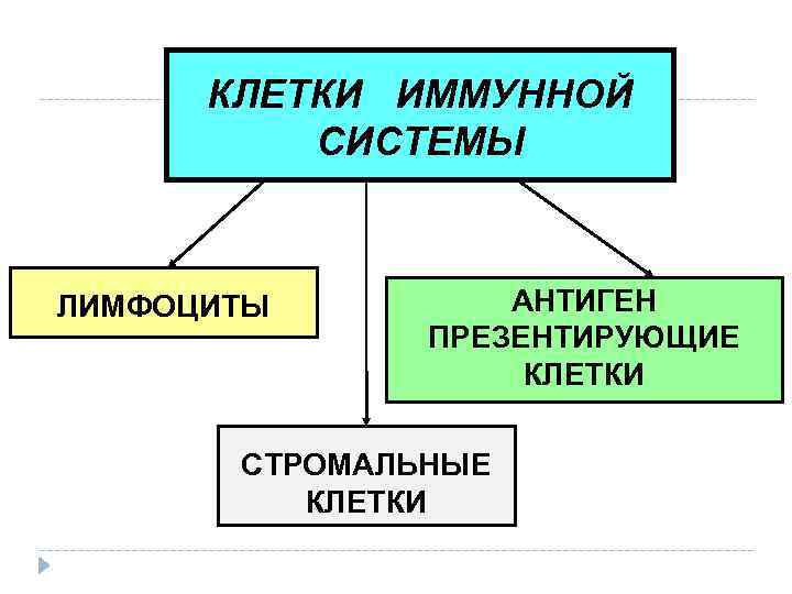 КЛЕТКИ ИММУННОЙ СИСТЕМЫ ЛИМФОЦИТЫ АНТИГЕН ПРЕЗЕНТИРУЮЩИЕ КЛЕТКИ СТРОМАЛЬНЫЕ КЛЕТКИ 