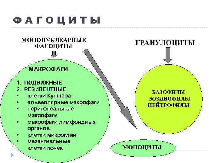 ФАГОЦИТЫ МОНОНУКЛЕАРНЫЕ ФАГОЦИТЫ ГРАНУЛОЦИТЫ МАКРОФАГИ 1. ПОДВИЖНЫЕ 2. РЕЗИДЕНТНЫЕ • клетки Купфера • альвеолярные