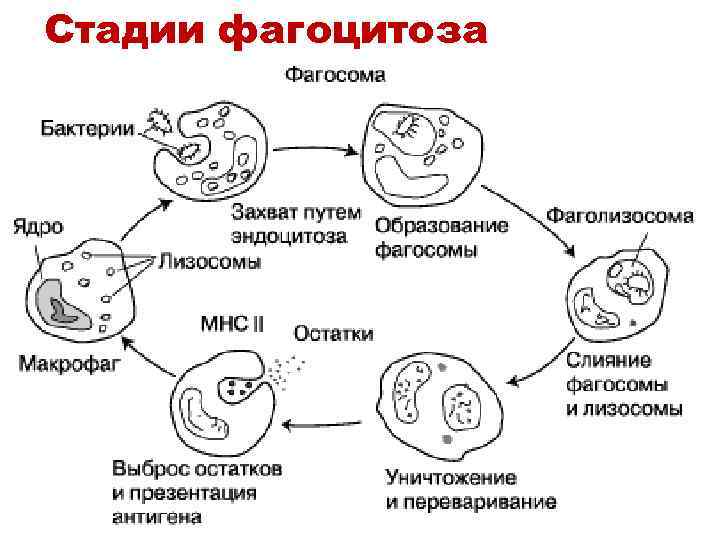 Стадии фагоцитоза 