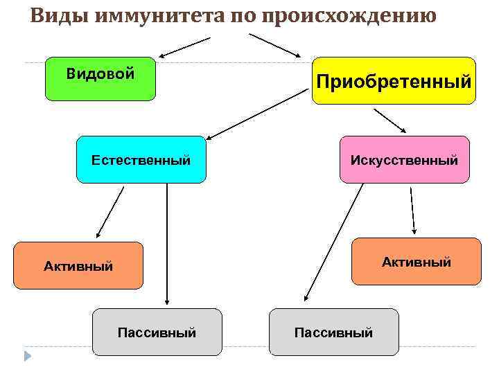 Виды иммунитета по происхождению Видовой Естественный Приобретенный Искусственный Активный Пассивный 
