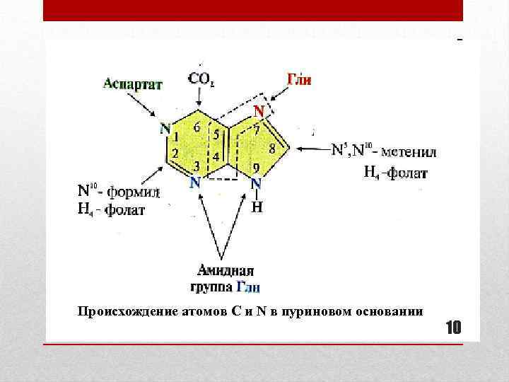 Происхождение атомов С и N в пуриновом основании 10 