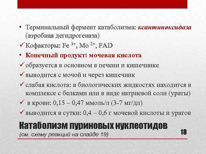  • Терминальный фермент катаболизма: ксантиноксидаза (аэробная дегидрогеназа) ü Кофакторы: Fe 3+, Мо 2+,