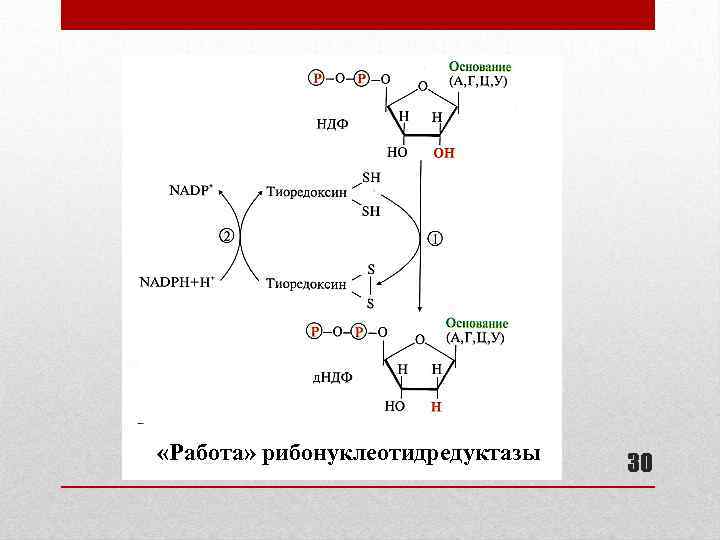  «Работа» рибонуклеотидредуктазы 30 