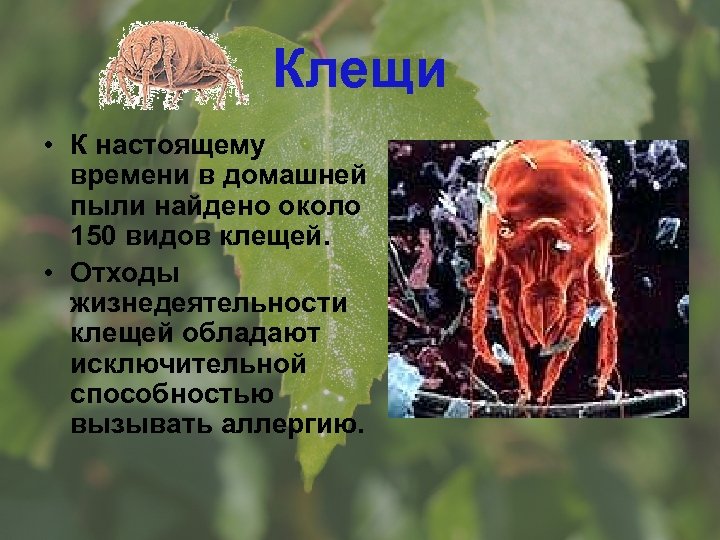 Клещи • К настоящему времени в домашней пыли найдено около 150 видов клещей. •