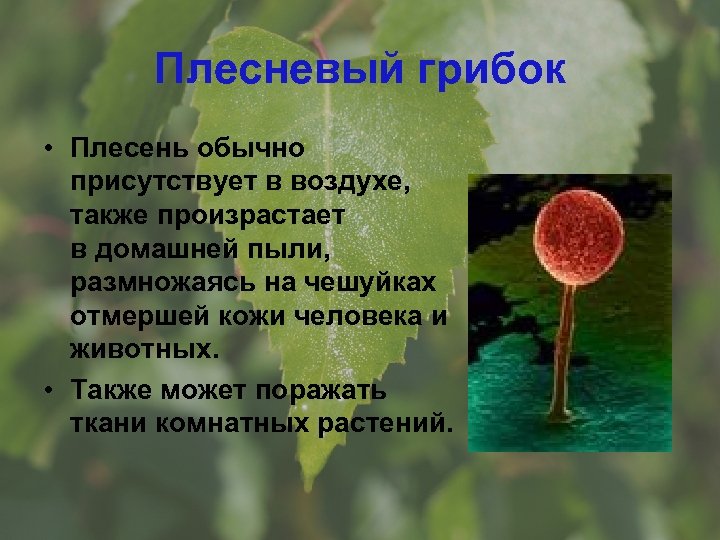 Плесневый грибок • Плесень обычно присутствует в воздухе, также произрастает в домашней пыли, размножаясь