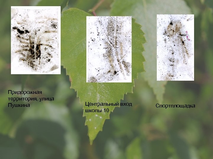 Придорожная территория, улица Пушкина Центральный вход школы 10 Спортплощадка 