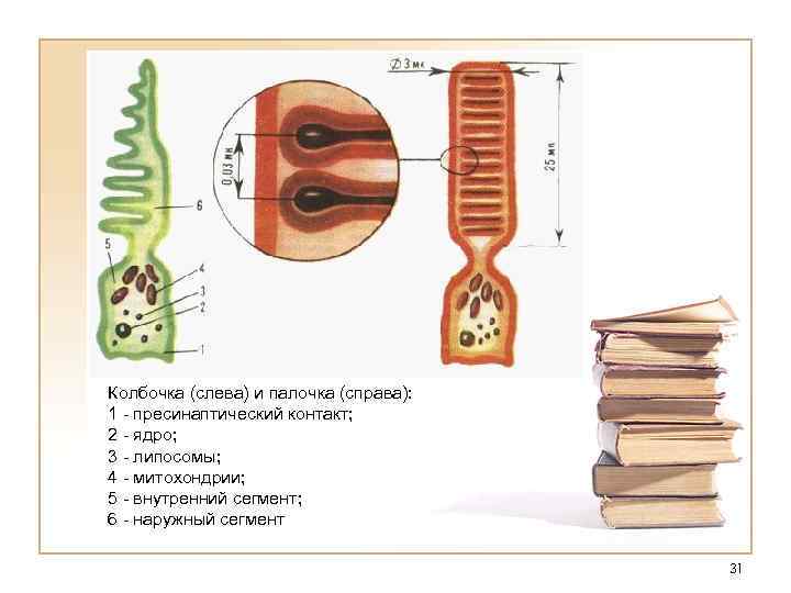 Колбочка (слева) и палочка (справа): 1 - пресинаптический контакт; 2 - ядро; 3 -