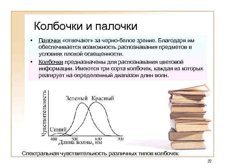 Колбочки и палочки • • Палочки «отвечают» за черно-белое зрение. Благодаря им обеспечивается возможность