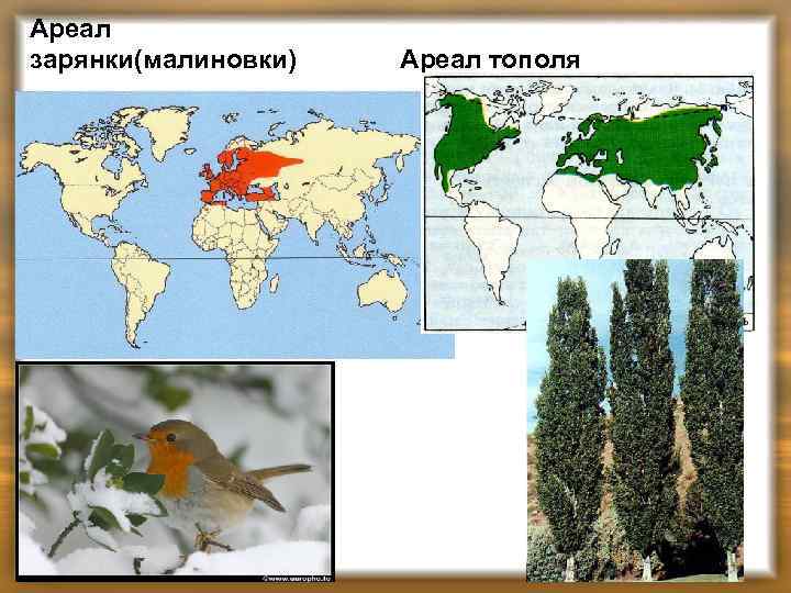 Ареал зарянки(малиновки) Ареал тополя 