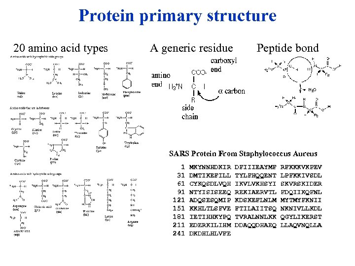 Protein primary structure 20 amino acid types A generic residue Peptide bond SARS Protein