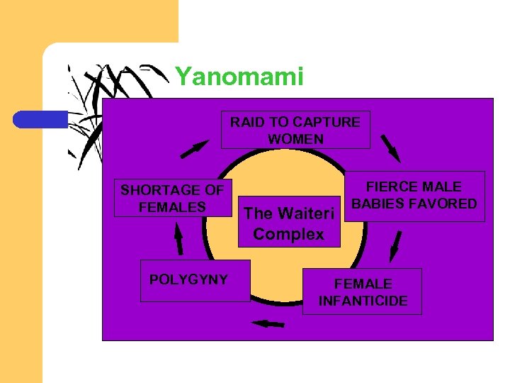 Yanomami RAID TO CAPTURE WOMEN SHORTAGE OF FEMALES POLYGYNY The Waiteri Complex FIERCE MALE