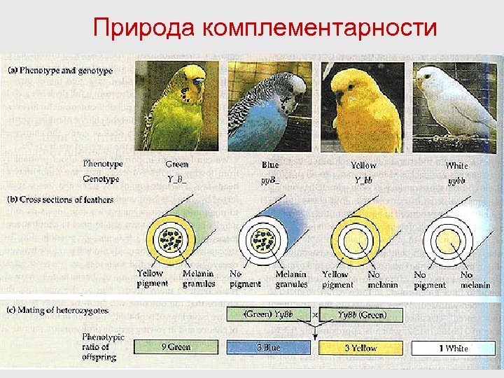 Природа комплементарности 