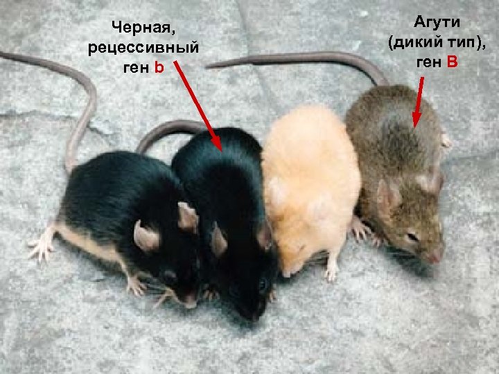 Черная, рецессивный ген b Агути (дикий тип), ген В 