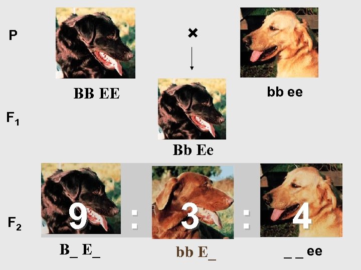 × P bb ee BB EE F 1 Bb Ee F 2 9 :